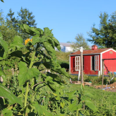 Chicken Coop Addition Complete with a Tin Roof