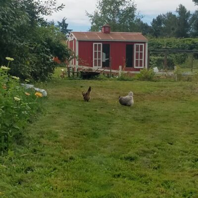 Chicken Coop Addition Complete with a Tin Roof