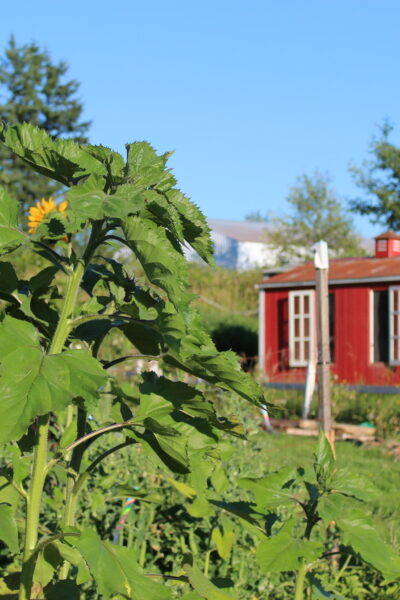 2020 Gardens in summer
