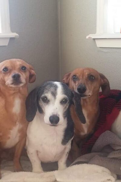 What it is like having 5 miniature dachshunds the crew