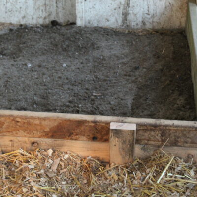 Dust Bath for Chickens: Keeping the Bugs Away