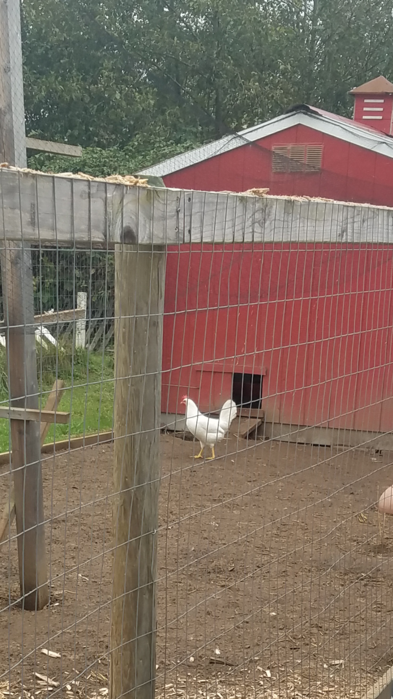 How We Lost 15 Chickens in One Night Simple Life in the Country