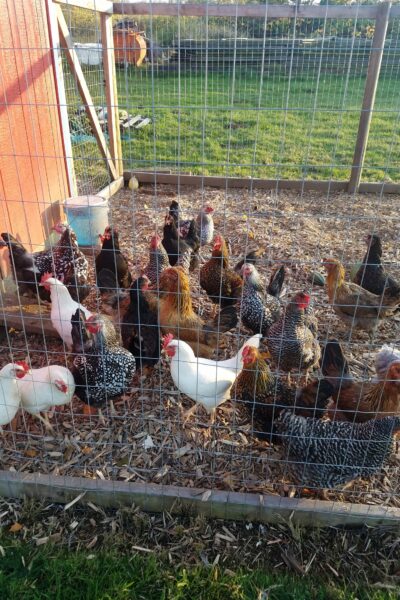 egg colors and chicken breeds