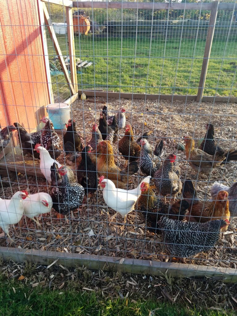 egg colors and chicken breeds