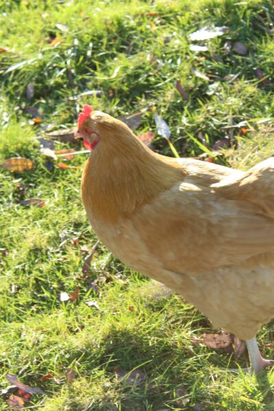 Buff Orpington chicken breed