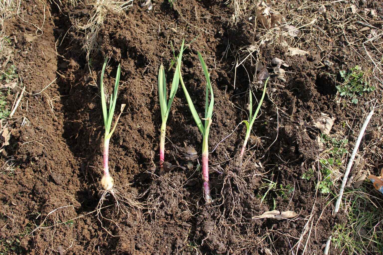 Transplanting Garlic in the Spring Simple Life in the Country