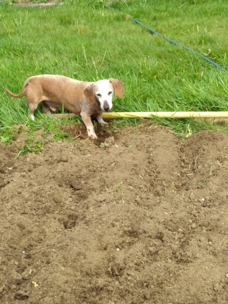 Chili supervising while planting onion sets