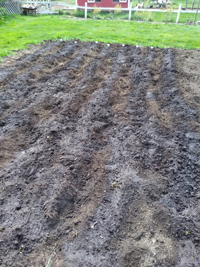 Watering the planted onion sets