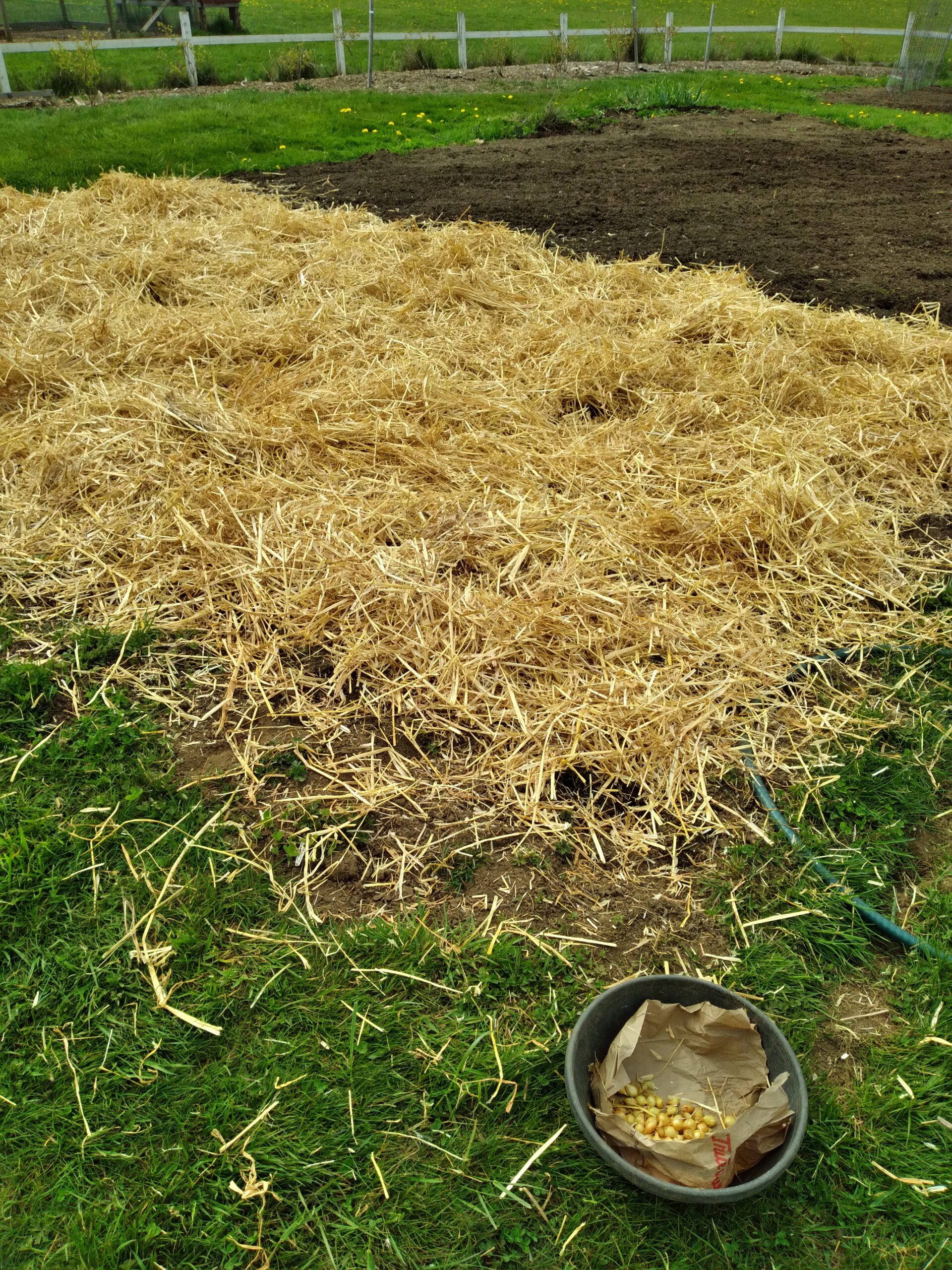 How to Plant Onion Sets Simple Life in the Country