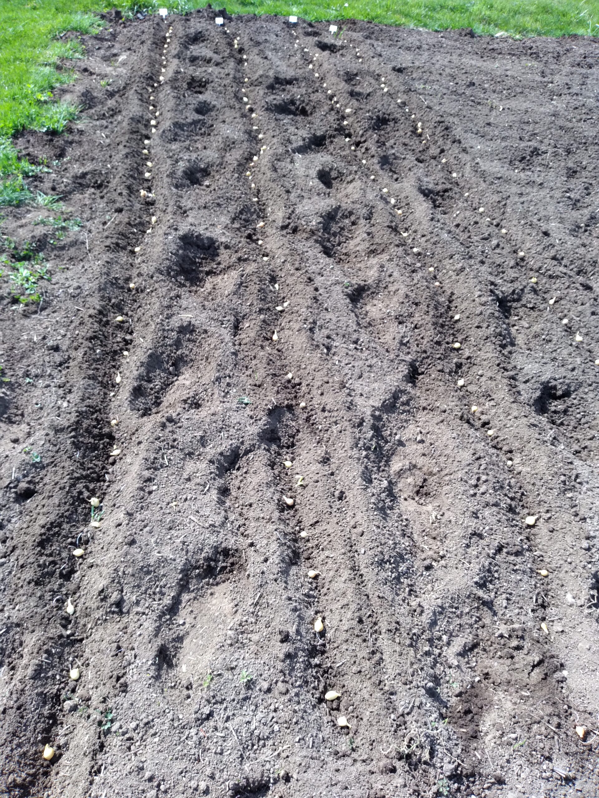 How to Plant Onion Sets - Simple Life in the Country