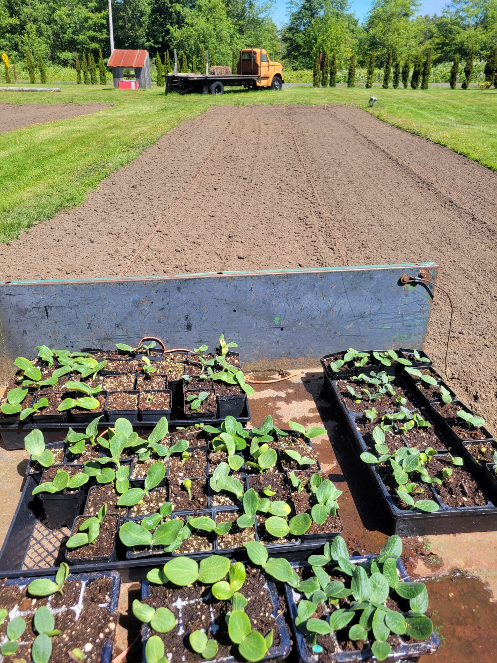 seed starts in the market garden