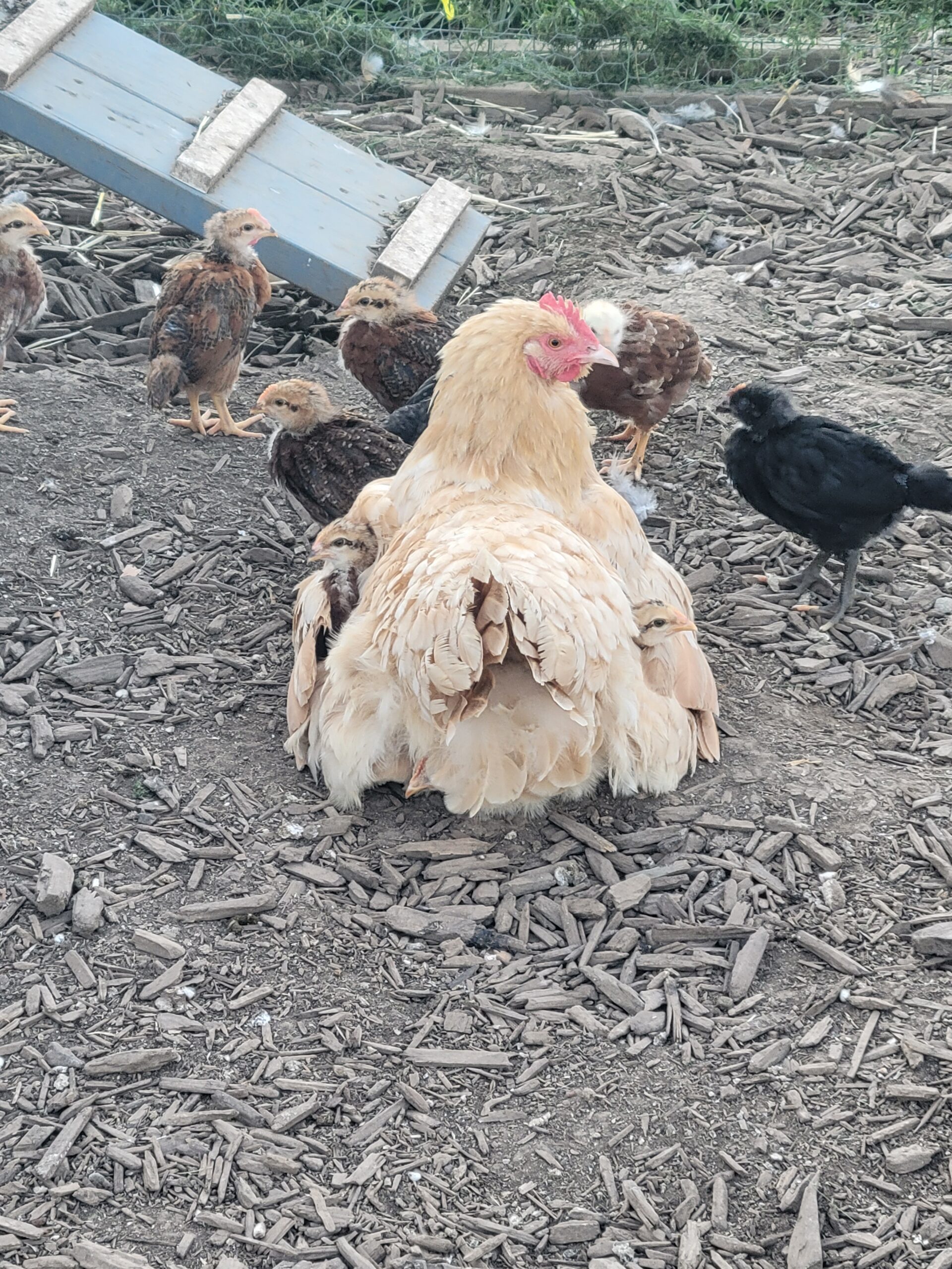 first momma and her babies hatched our on our homesteading journey