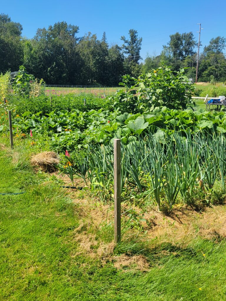 the kitchen gardens.