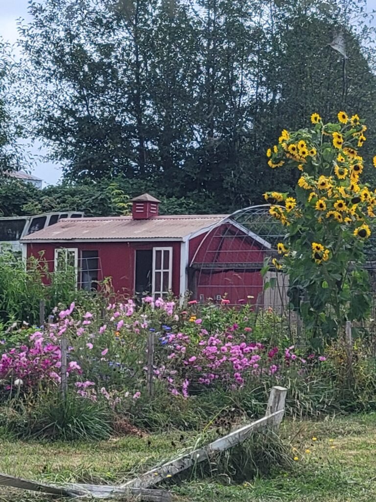 our homesteading journey hen house and gardens