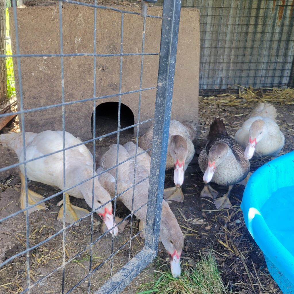 Muscovy teenagers